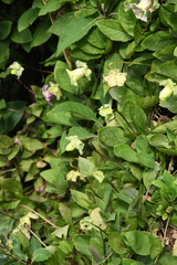 Cobaea scandens