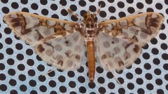 Polythlipta divaricata