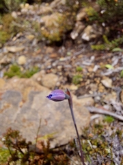 Thelymitra cyanea