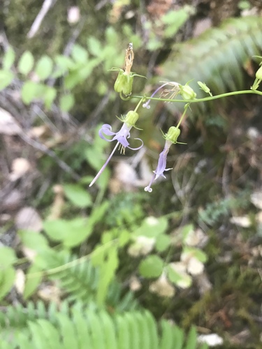 iNaturalist observation photo of California Harebell