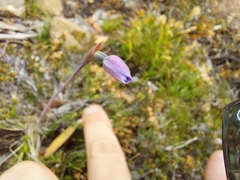 Thelymitra cyanea