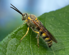 Radumeris tasmaniensis