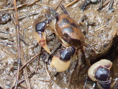Pseudohelice subquadrata