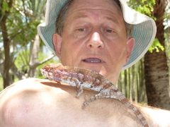 Furcifer verrucosus