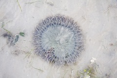 Heteractis aurora