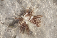 Crinoidea