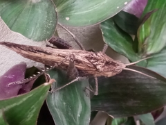 Xyleus