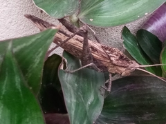 Xyleus