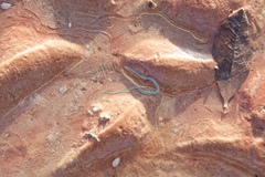 Phyllodocidae