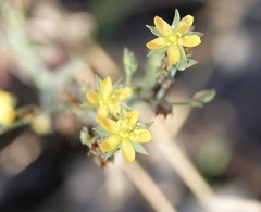 Hypericum japonicum