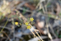 Hypericum japonicum