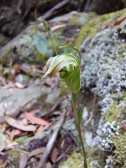 Pterostylis decurva