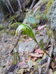 Pterostylis decurva