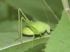 Amblycorypha