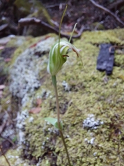 Pterostylis decurva