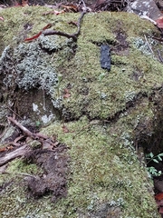 Pterostylis decurva