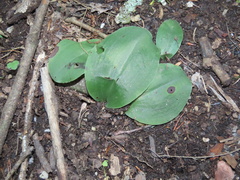 Galearis spectabilis