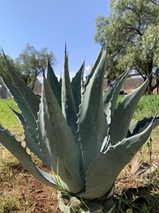 Agave salmiana