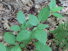 Cornus alternifolia