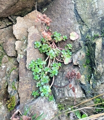 Sedum oreganum