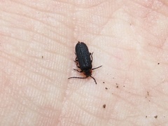 Eropterus trilineatus