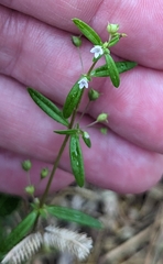 Oldenlandia corymbosa