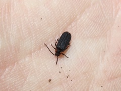 Eropterus trilineatus