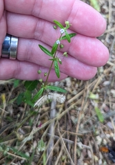 Oldenlandia corymbosa