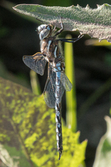 Rhionaeschna californica