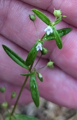 Oldenlandia corymbosa