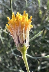Bebbia juncea
