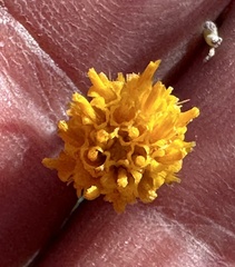 Bebbia juncea