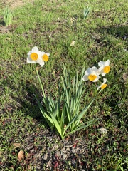 Narcissus tazetta
