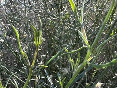 Bebbia juncea