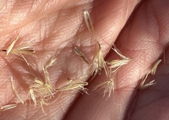 Bebbia juncea