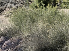 Bebbia juncea