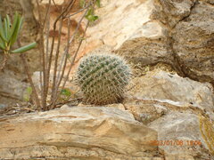 Mammillaria parkinsonii