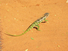 Furcifer verrucosus