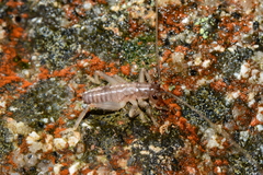 Apotrechus unicolor