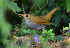 Catharus aurantiirostris