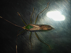 Homoeocerus angulatus