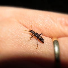 Scrobiger splendidus