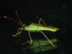 Homoeocerus angulatus