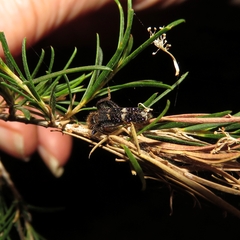 Scrobiger splendidus