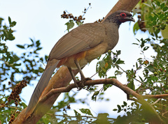 Ortalis poliocephala