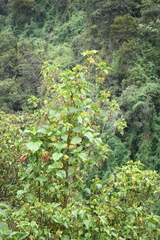 Smallanthus pyramidalis