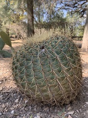 Ferocactus histrix