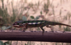 Furcifer pardalis