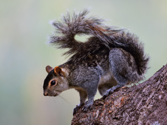 Sciurus colliaei