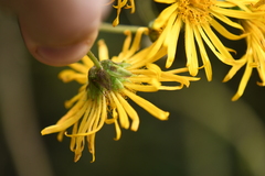 Munnozia